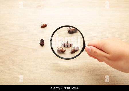 Tote Kakerlaken auf dem Boden, die durch Lupe zoomen, Schädlingsbekämpfungsdienst. Draufsicht Stockfoto