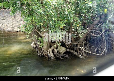 Mangrovenwälder entlang der Küste: (Pix Sanjiv Shukla) Stockfoto