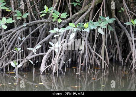 Mangrovenwälder entlang der Küste: (Pix Sanjiv Shukla) Stockfoto