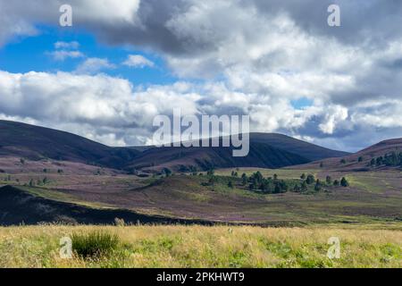 Heather auf die Cairngorm Mountain Range Stockfoto