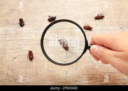 Tote Kakerlaken auf dem Boden, die durch Lupe zoomen, Schädlingsbekämpfungsdienst. Draufsicht Stockfoto