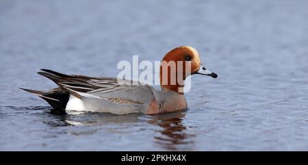 Witwe männlich im Zuchthupfschwimmen Stockfoto