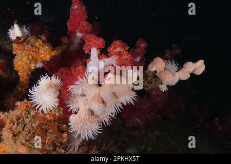 Tigeranemone, Gorgonian Wrapper (Nemanthus annamensis), Aliwal Shoal Tauchplatz, Umkomaas, KwaZulu Natal, Südafrika Stockfoto