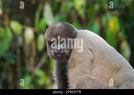 Brauner Wollaffe, auch bekannt als Wollaffe (Lagothrix lagotricha) oder Humboldt-Wollaffe, Amazonasstaat, Brasilien Stockfoto