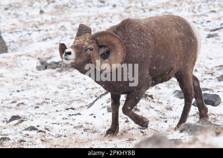 Dickhornschafe (Ovis canadensis), ausgewachsener Mann, als Reaktion auf Flöhe, Walking in Snow, Jasper N. P. Alberta, Kanada Stockfoto