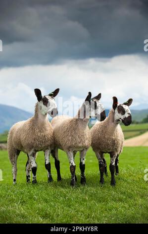 Hausschafe, Blaugesichter Leicester, drei Lämmer, auf der Weide, England, Vereinigtes Königreich Stockfoto