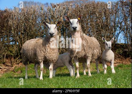 Hausschafe, Blaugesichter Leicester, Schafe mit Lämmern, auf der Weide, England, Vereinigtes Königreich Stockfoto