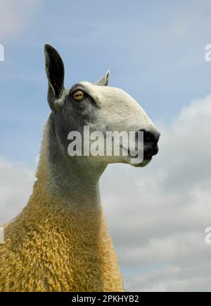 Hausschafe, Blaugesicht Leicester, Nahaufnahme des Kopfes, England, Vereinigtes Königreich Stockfoto