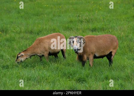 Hausschafe (Ovis aries), Kamerunenschafe, zwei auf Gras, eine auf der Weide Stockfoto