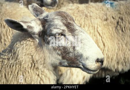 Schafe, Schafe auf der Findon Sheep Fair, West Sussex Stockfoto