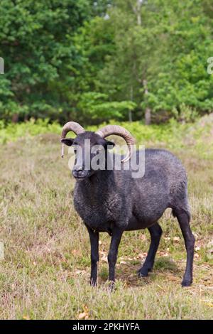 Hausschafe, Hebriden, ausgewachsen, im Heideland stehend, für Erhaltungsmanagement verwendet, Sutton Common, Sandlings, Suffolk, England, Vereinigtes Königreich Stockfoto