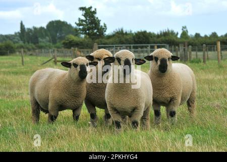 Hausschafe, Hampshire Down Sheearling Ramms, vier auf der Weide stehend, England, Großbritannien Stockfoto