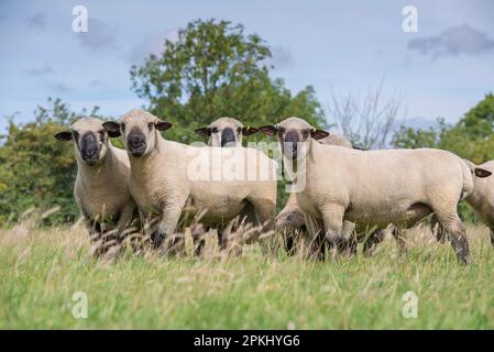 Hausschafe, Hampshire Down shearling rams, Herde auf der Weide, Lincolnshire, England, Vereinigtes Königreich Stockfoto