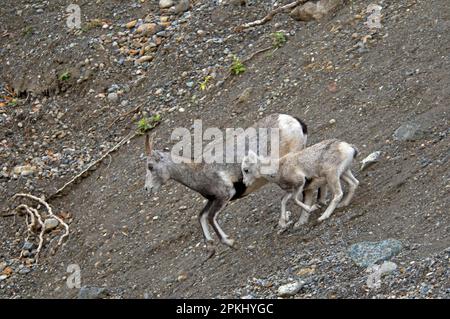 Steinschafe (Ovis dalli Stonei), weiblich, ausgewachsen, mit jungen, fallenden, Muskwa Kechika, Northern Rockies Wilderness, B. C. Kanada, Herbst Stockfoto