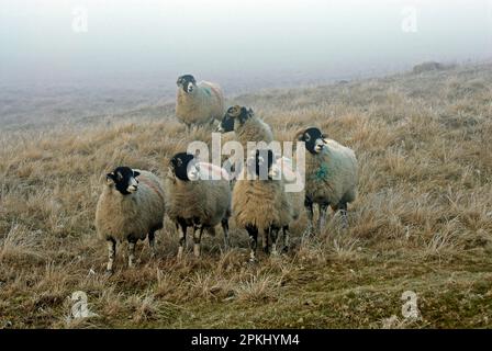 Hausschafe, Swaledale-Schafe, Herde auf frostigem Moor, Hope Moor, County Durham, England, Winter Stockfoto