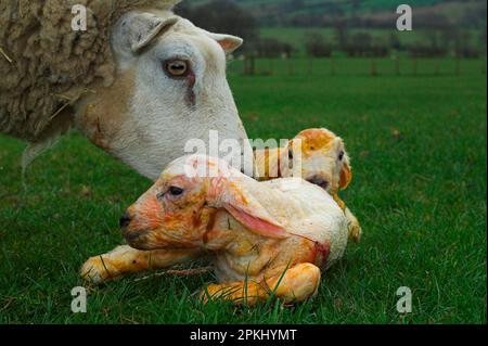 Hausschafe, Beltex-Mutterschafe, Grooming neugeborener Lämmer, England, Vereinigtes Königreich Stockfoto