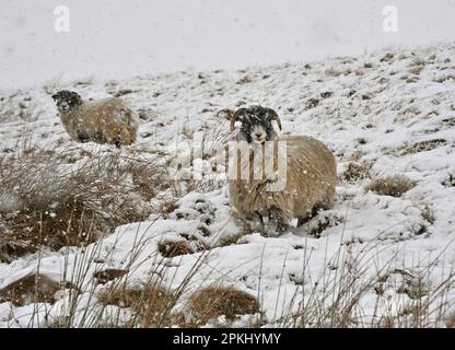 Hausschafe, Swaledale-Mutterschafe, zwei stehen im Schnee während des Schneefalls, Bentham, North Yorkshire, England, Winter Stockfoto