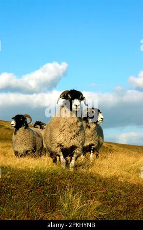 Hausschafe, Swaledale-Schafe, vier auf Rohweide stehende Schafe, Chipping, Lancashire, England, Vereinigtes Königreich Stockfoto