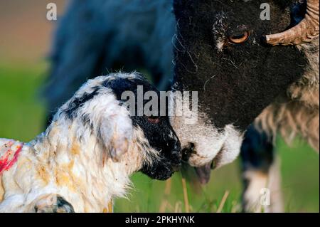 Hausschafe, Swaledale-Schaf, Säuberung neugeborener Lämmer, Nahaufnahme der Köpfe, Cumbrien, England, Vereinigtes Königreich Stockfoto