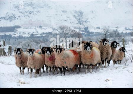 Hausschafe, Swaledale-Schafe mit Schafbock, Herde auf schneebedeckter Weide, Cumbria, England, Vereinigtes Königreich Stockfoto