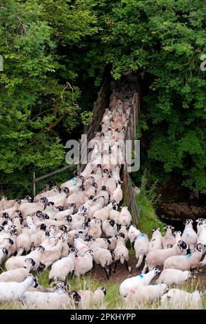 Hausschafe, Swaledale Herde, Brücke überqueren, am Hang gesammelt, Baugh fiel, Howgills, Cumbria, England, Vereinigtes Königreich Stockfoto