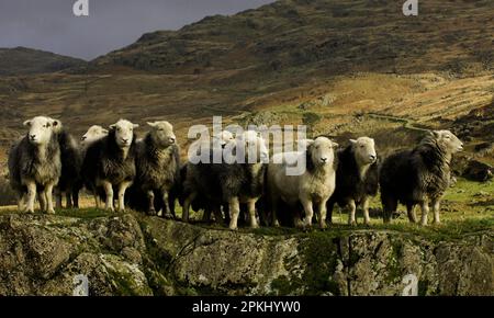 Hausschafe, Herdwick-Mutterschafe, auf Felsen stehend, auf einer Bergfarm, im Lake District, Cumbria, England, Vereinigtes Königreich Stockfoto