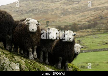 Hausschafe, Herdwick-Wether-Lämmer, auf Felsen stehend, auf einer Bergfarm, Lake District, Cumbria, England, Vereinigtes Königreich Stockfoto