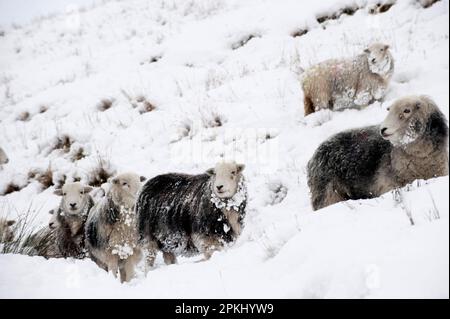 Hausschafe, Herdwick, Herde, stehen auf schneebedeckten Hängen, Cumbrien, England, Winter Stockfoto