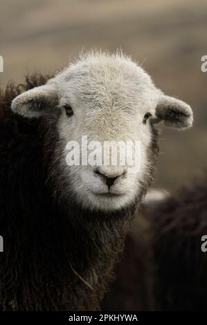 Hausschafe, Herdwick-Wether-Lamm, Nahaufnahme des Kopfes, auf einem Bergbetrieb, Lake District, Cumbria, England, Vereinigtes Königreich Stockfoto