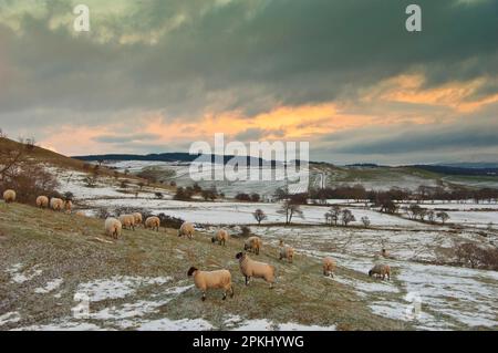 Hausschafe, schottische Schwarzmaskenschafe, Herde auf schneebedeckten Weiden, Whitewell, Lancashire, England, Winter Stockfoto