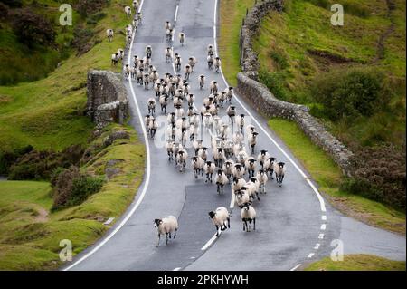 Hausschafe, Swaledale-Schafe, Herde, die auf dem Moorland entlang läuft, Dartmoor, Devon, England, Vereinigtes Königreich Stockfoto