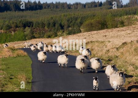 Hausschafe, schottische Schwarzgesicht, Schafe und Lämmer, die auf der Straße laufen, von Langhead gefallen, In der Nähe von Gatehouse of Fleet, Dumfries & Galloway, Schottland, United Stockfoto