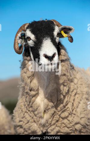 Hausschafe, Swaledale-Schaf, Nahaufnahme des Kopfes, auf Moorland, Cumbrien, England, Vereinigtes Königreich Stockfoto