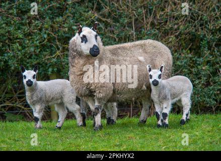 Hausschafe, Kerry Hill, Schafe mit Lämmern, auf der Weide stehend, Longridge, Lancashire, England, Vereinigtes Königreich Stockfoto