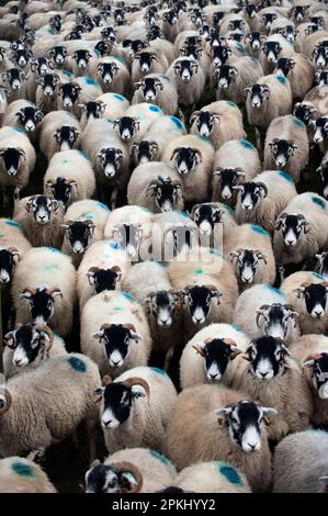 Hausschafe, Swaledale-Schafe, zu verbringende Herde, England, Vereinigtes Königreich Stockfoto