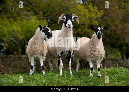 Hausschafe, Swaledale-Mutterschaf mit Zwillingsmüllen-gimmerlämmern, auf Weide, England, Vereinigtes Königreich Stockfoto