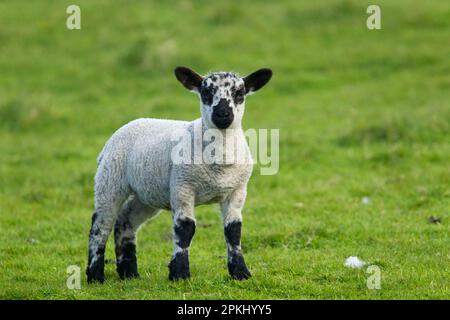 Hausschafe, schottisches Schwarzmaschen-Kreuz, Lamm, auf Weide stehend, Shetland-Inseln, Schottland, Vereinigtes Königreich Stockfoto