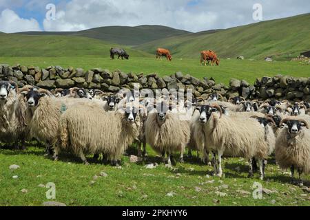 Hausschafe, schottische Schwarzmaskenschafe, auf der Weide stehende Herde, auf dem nächsten Feld weidende Rinder, Moffat, Borders, Schottland, Vereinigtes Königreich Stockfoto