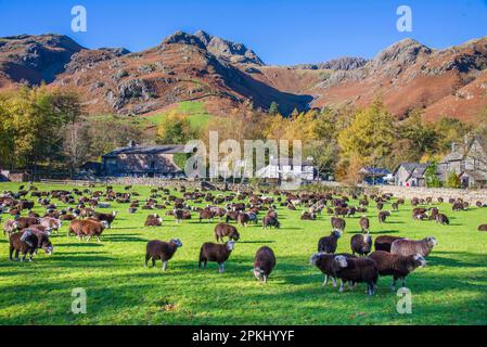 Hausschafe, Herdwick-Herde, auf Weide stehend, Great Langdale, Lake District N. P. Cumbria, England, Vereinigtes Königreich Stockfoto