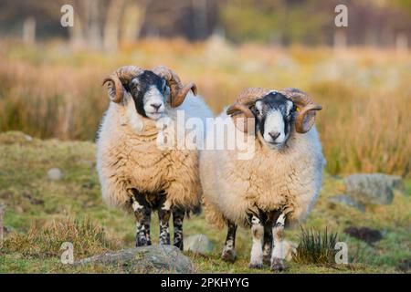 Hausschafe, schottische Schwarzgesicht, zwei Schafe, die auf der Weide stehen, Grampian Mountains, Aberdeenshire, Highlands, Schottland, Vereinigtes Königreich Stockfoto