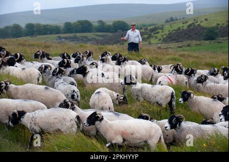 Hausschafe, Swaledale-Schafe, Herde auf Moorland, mit Schäferhund im Hintergrund, Dartmoor, Devon, England, Vereinigtes Königreich Stockfoto