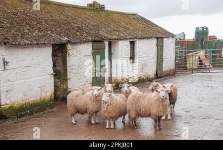 Hausschafe, Herdwick Cross, Herde im Hof neben dem traditionellen Bauernhof, Seascale, Cumbria, England, Vereinigtes Königreich Stockfoto