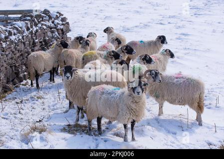 Hausschafe, Swaledale-Schafe, Herde neben der Trockenwand auf schneebedeckten Weiden, Kirkby Stephen, Cumbria, England, Vereinigtes Königreich Stockfoto