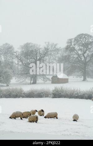 Hausschafe, Suffolk x North Country Mule, Mutterschafe, Herde im Schnee, North Downs, Kent, England, Winter Stockfoto
