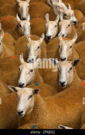 Hausschafe, walisische Maultiere, Welsh Mountain Ewe x Blue-Face Leicester Bock, Herde, Nahaufnahme der Köpfe, Wales, Vereinigtes Königreich Stockfoto