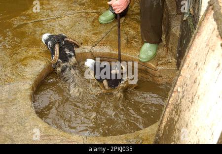 Schafzucht, Dipping two Swaledale ewes in Circular Dip, Hawes, North Yorkshire, England, Vereinigtes Königreich Stockfoto