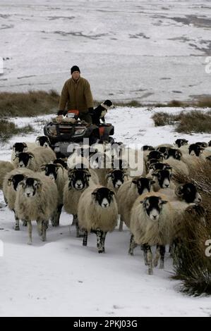 Schafzucht, Schäfer auf dem Quad, Swaledale-Schafe im Schneefall, Cumbrien, England, Winter Stockfoto