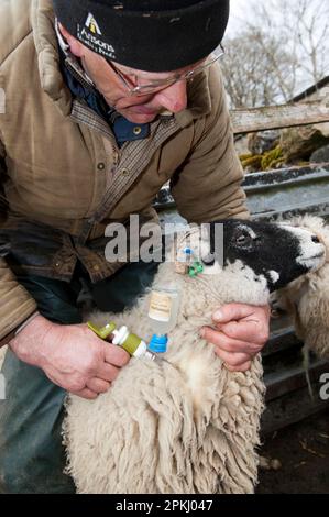 Schafzucht, Landwirt injiziert Swaledale Schafe mit enzootischem Abort-Impfstoff mit automatischer Spritze, Cumbria, England, Vereinigtes Königreich Stockfoto