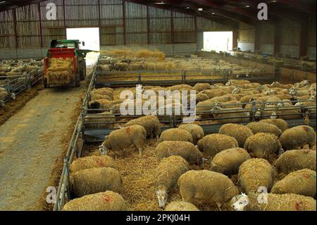 Hausschafe, Mutterschafe in der Scheune während des Lammens, Landwirt, der Stroheinstreu in Buchten ausstreut, England, Vereinigtes Königreich