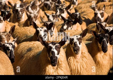 Hausschafe, walisische Maultierkinder (Blaugesichter Leicester-Rammbock x Beulah-Schaf), Herde, die gezüchtet wird, Wales, Vereinigtes Königreich Stockfoto